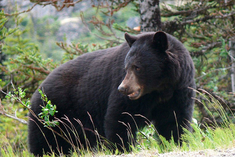 25734389_web1_210707-UWN-WEB-Bear-killed-Ucluelet_1