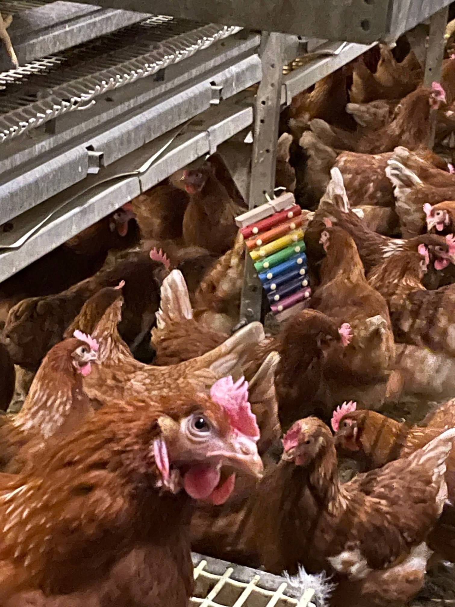 Many hens, one xylophone. One B.C. farmer has supplied their egg-laying hens with a xylophone to pass the time. (supplied image).