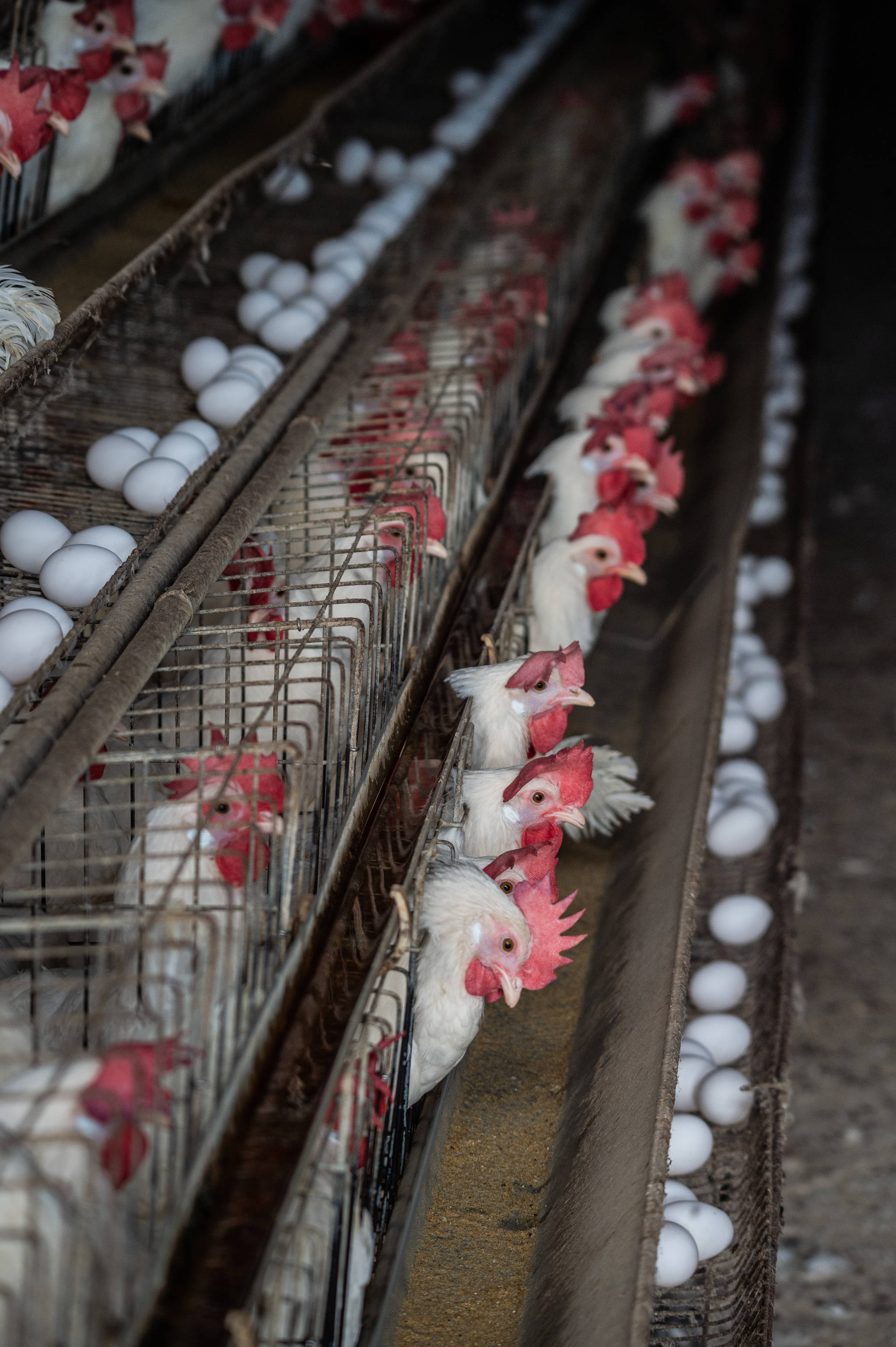 Most laying hens are housed in battery cages containing up to five birds per cage. Bodies of dead hens are discarded either in between the cage rows or amidst the piles of urine and feces below the cages. Workers feeding the hens or collecting the eggs wear face coverings to avoid inhaling the toxic dust and ammonia in the air. (Jo-Anne McArthur / We Animals Media).