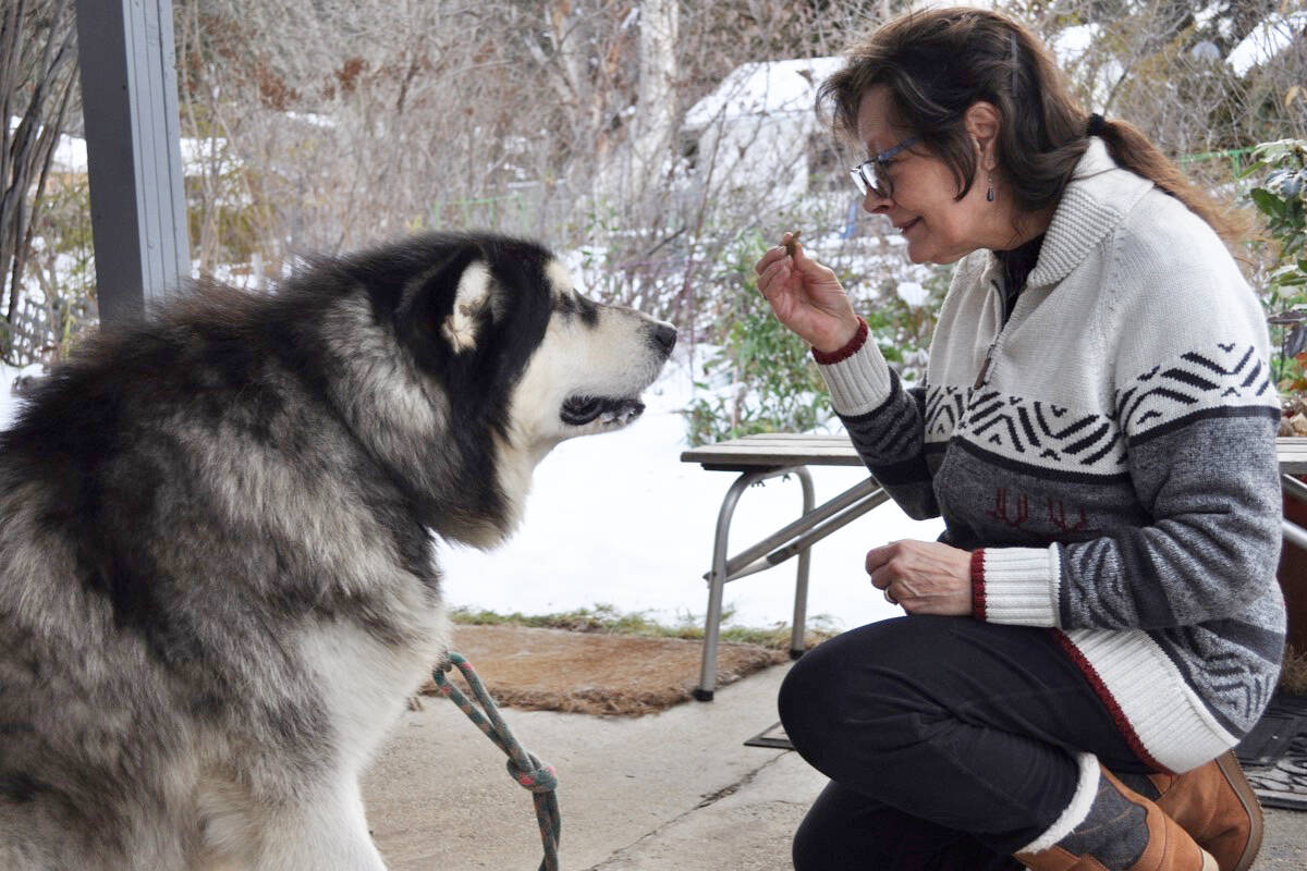 Sharon Cipp offers a treat to her dog Nitro, who was once labelled a dangerous dog by an Ontario city before being taken in by Al Magaw. Photo: Tyler Harper