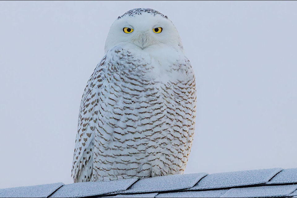This snowy owl, popular on the Peninsula for its Sidney perch in public the last couple weeks, didn’t show itself for the annual Christmas Bird Count in Sidney/South Salt Spring Island on Dec. 19, but was spotted on Monday. (Photo by Christy Grinton)