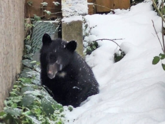 27621920_web1_211222-CRM-Bear-Cub-Rescued_1