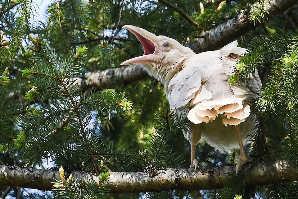 A fledgling white raven was spotted near the end of Winchester Road in Coombs. (Mike Yip photo)
