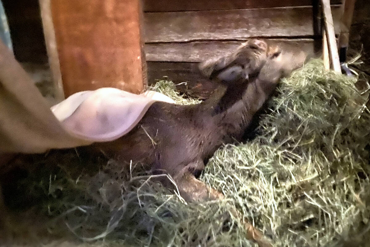 The young buck spent the night in a pile a hay lovingly set aside by Marty and Marlene Thomas. Photo courtesy of Marty Thomas