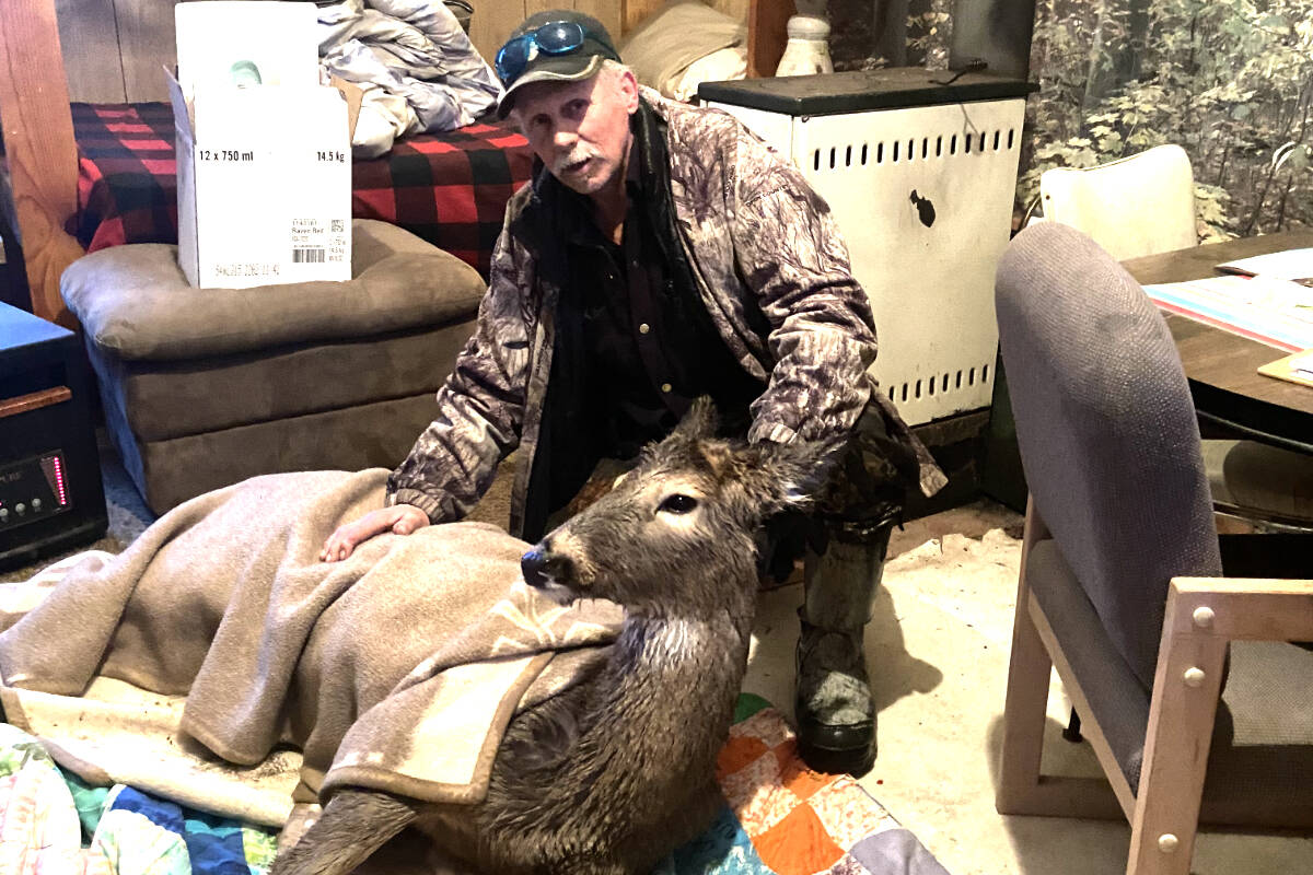 Marty Thomas looks up from a deer he fished out of the Kettle River Monday afternoon, Feb. 28. The buck is pictured in Thomass cabin, post-rescue. Photo courtesy of Marty Thomas