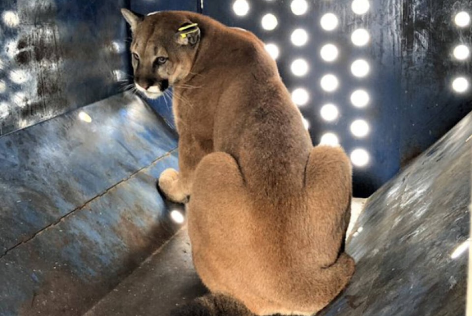 28349381_web1_220309-NBU-Cougar-Sedated-NRGH_1