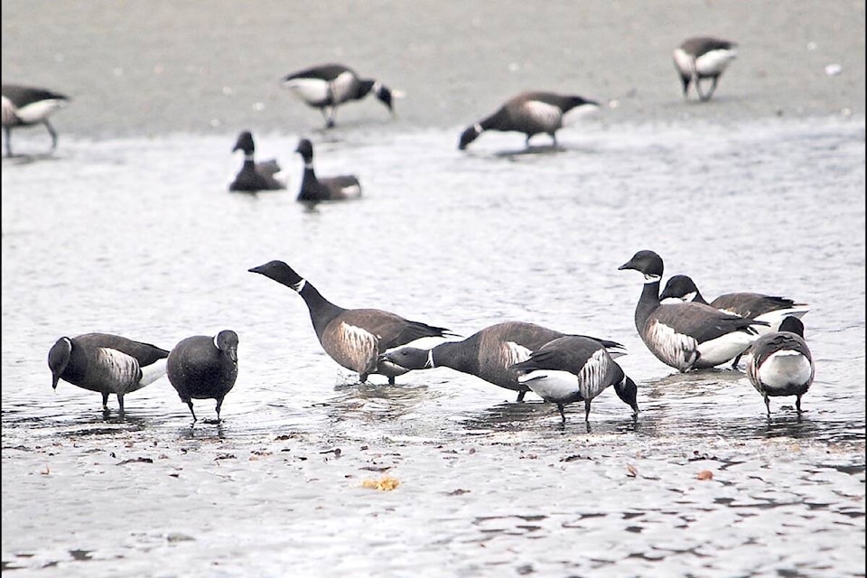 28422147_web1_220316-PQN-Brant-Geese-Festival-GEESE_1