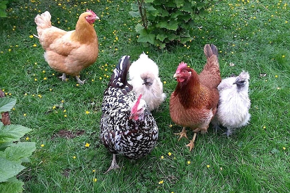 28491014_web1_220323-PQN-QB-Backyard-Poultry-Bylaw-chickens_1
