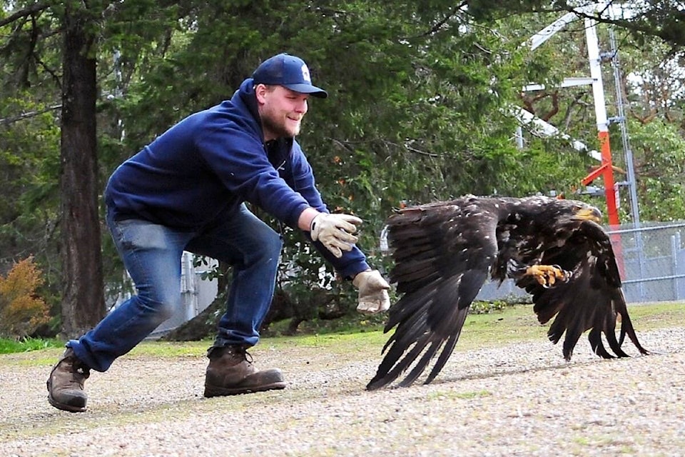 The eagle immediately flies away after being released by North Island Wildlife Recovery Centre staff member Andrew Cotton. (Michael Briones photo)