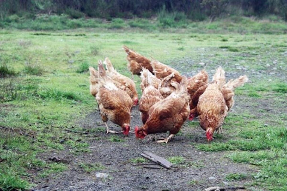 28741881_web1_220413-PQN-Chicken-Bylaw-Deferred-chickens_1