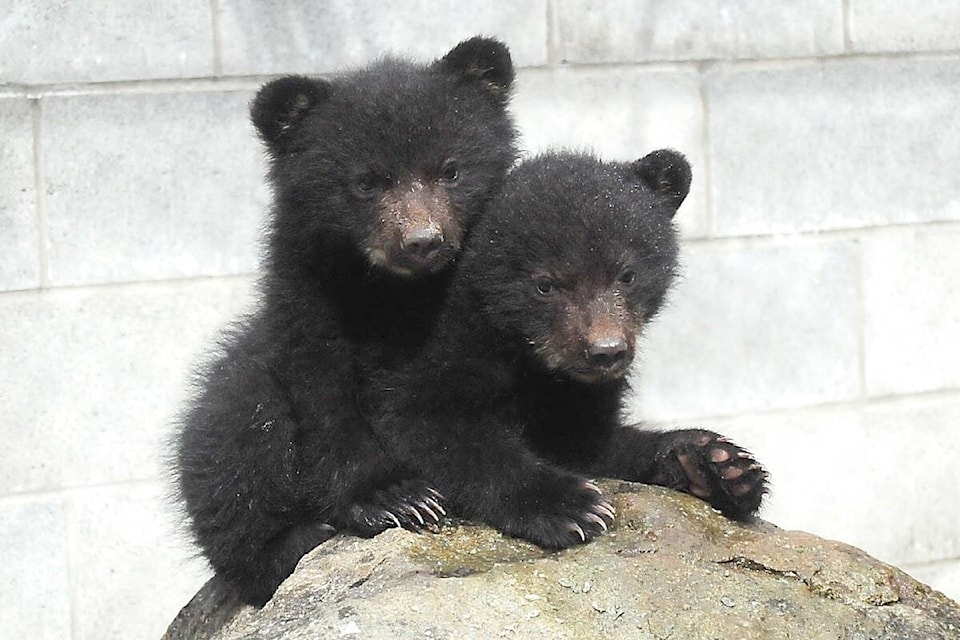 28863397_web1_210609-PQN-White-Raven-Recovering-cubs_4