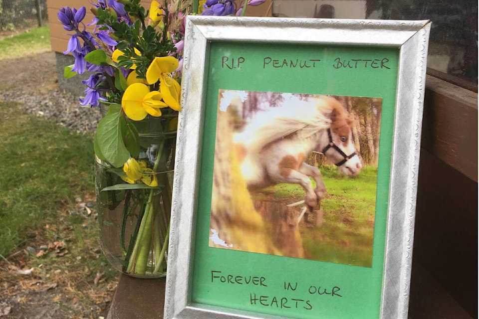 Beacon Hill Children’s Farm said goodbye to beloved, longtime resident miniature horse Peanut Butter on Tuesday, April 26. (Beacon Hill Children’s Farm/Facebook)