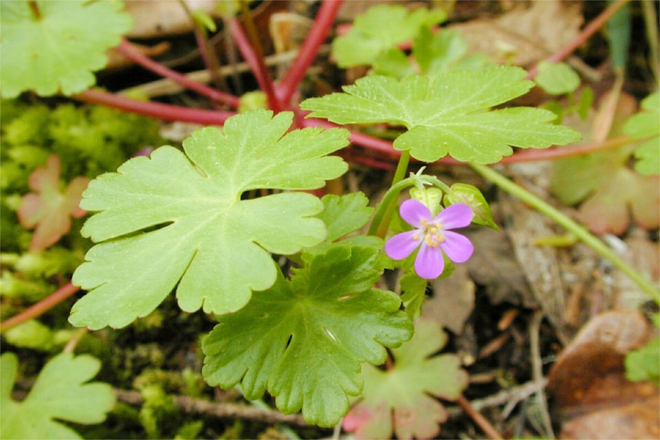 29157366_web1_220505-SNE-ShinyGeranium-Invasive-ShinyGeranium_1