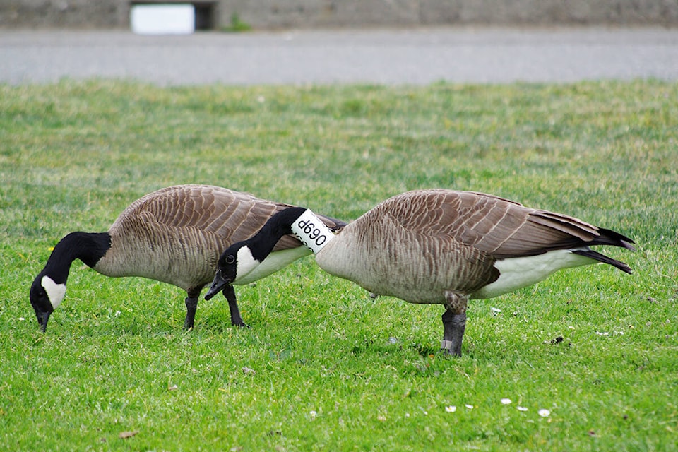 29181895_web1_220203-NBU-Chicago-Canada-goose-_1