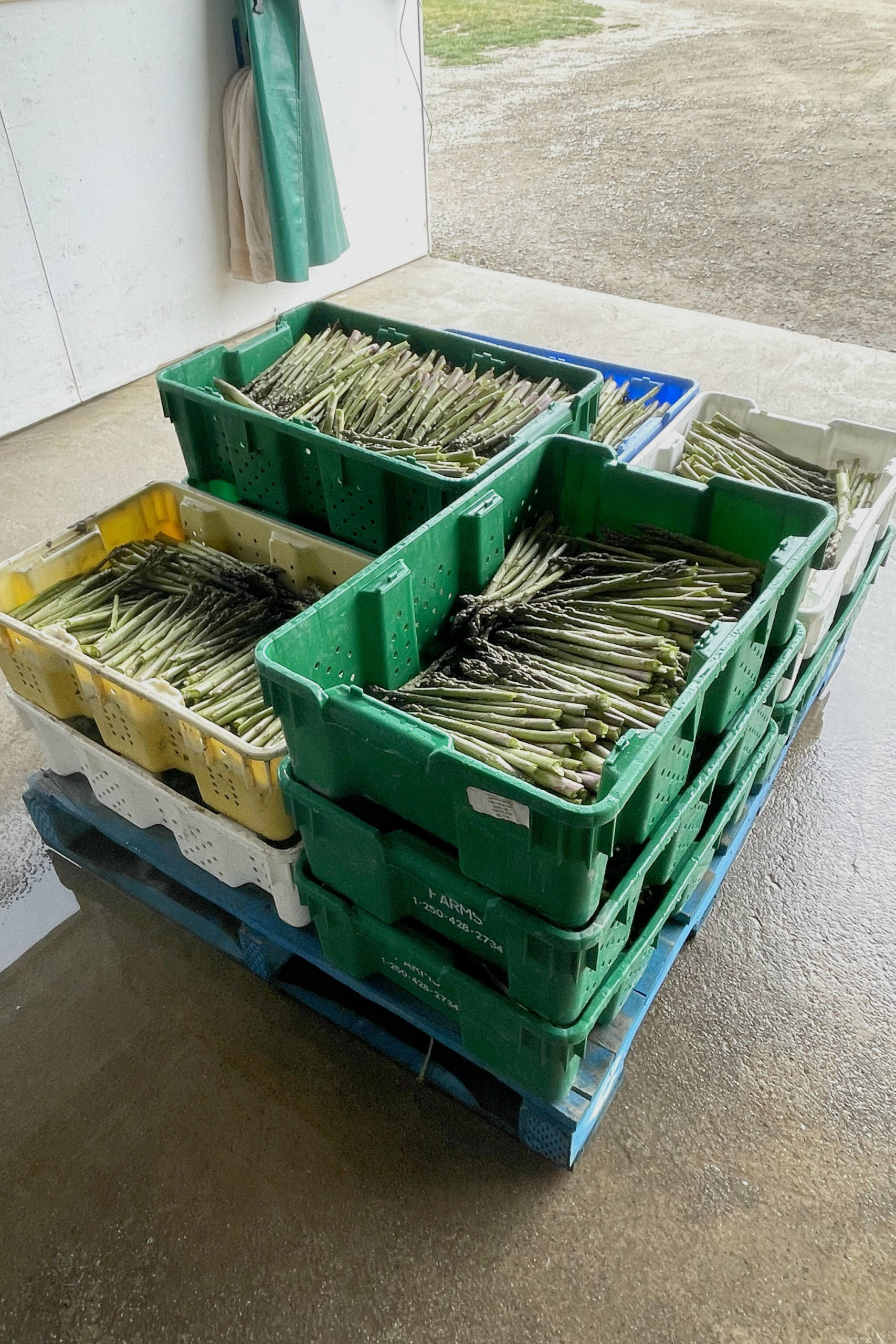 Once the asparagus is sorted and cleaned, it is ready to sell. (Photo by Kelsey Yates)