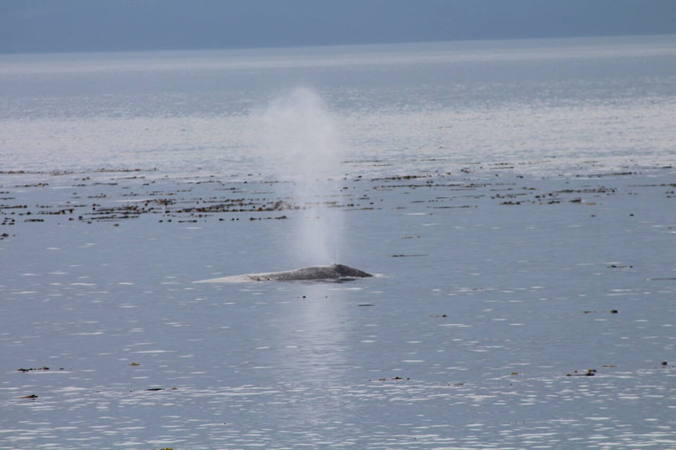 30641741_web1_221008-PW-Grey-whale-population-decline-whale_1