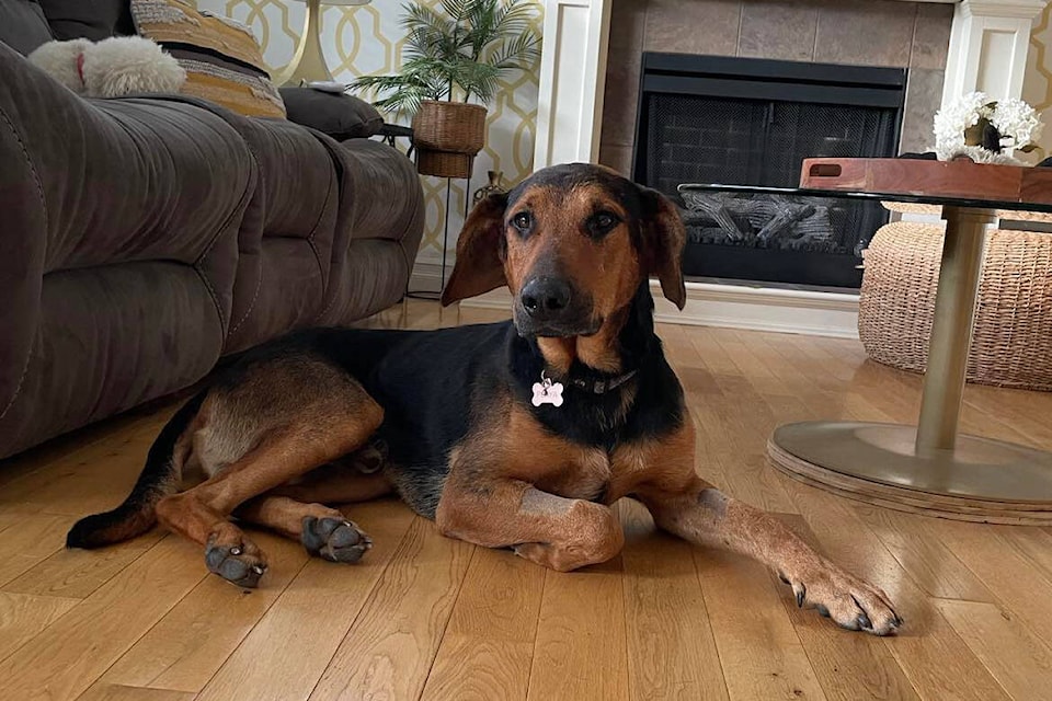Hank, a 2-year-old hound mix, relaxes in his Harrison Hot Springs home. No one is sure where he came from, but kind strangers and capable caretakers all helped nurse the dog back to health after a frightening experience. (Photo/Heather MacPherson)
