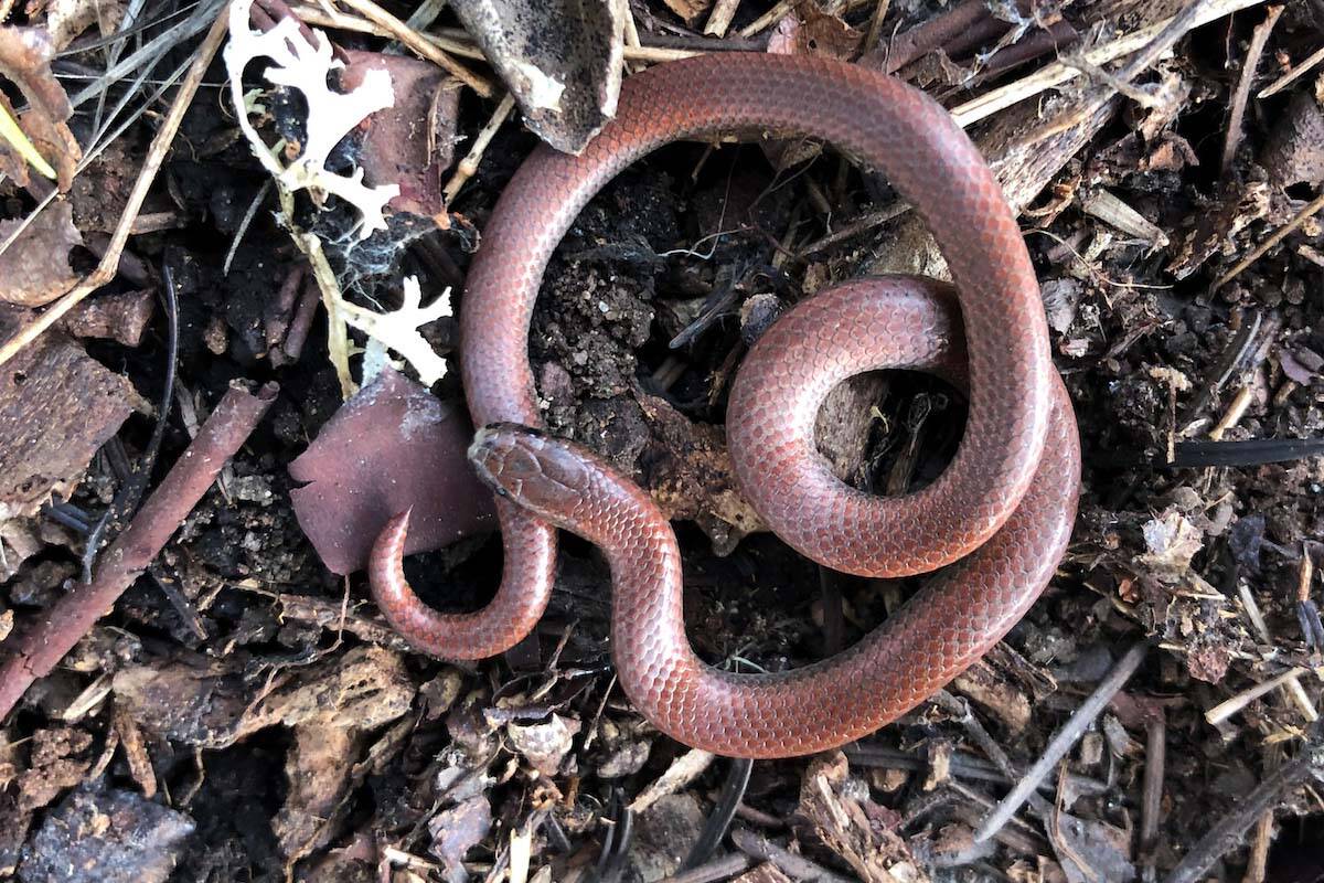 The Sharp-tailed snake (Contia tenuis). (Image via Canadas National Oberver)
