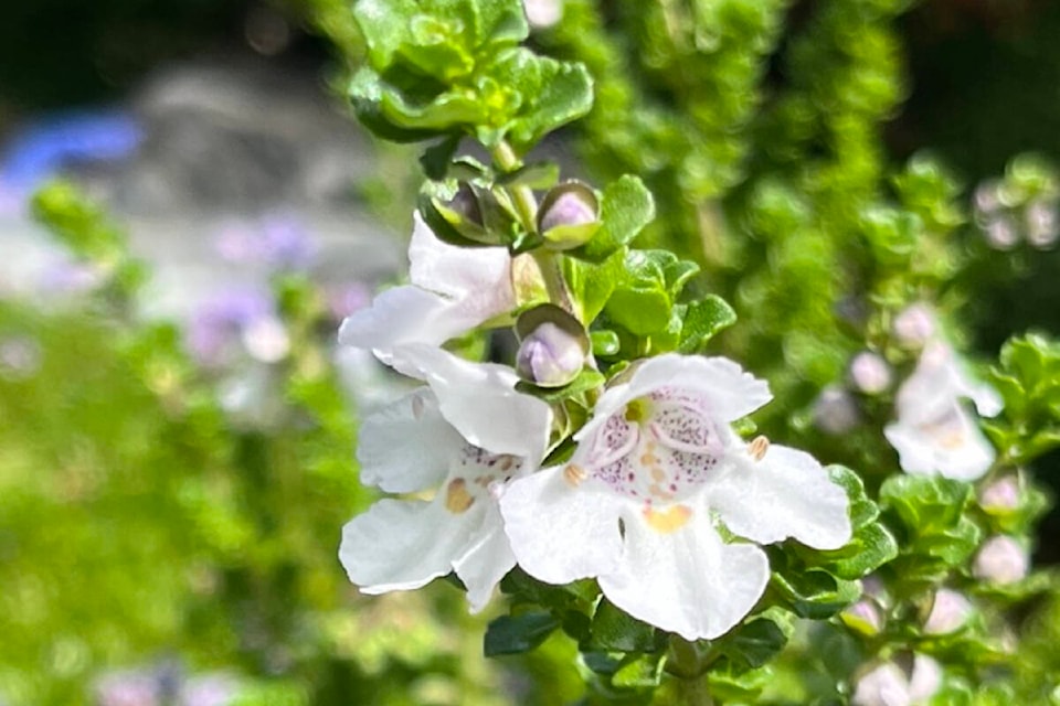 31623765_web1_230125-PQN-Nanoose-Stolen-Plants-photo_2