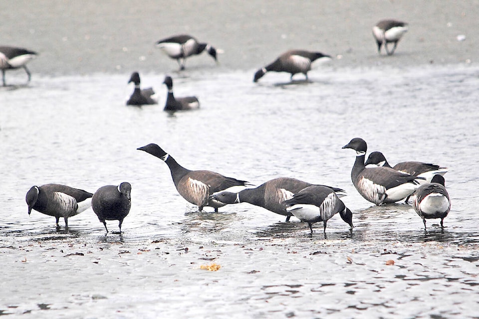 31751708_web1_210208-PQN-Brant-Wildlife-Funding-Request-Brant_1