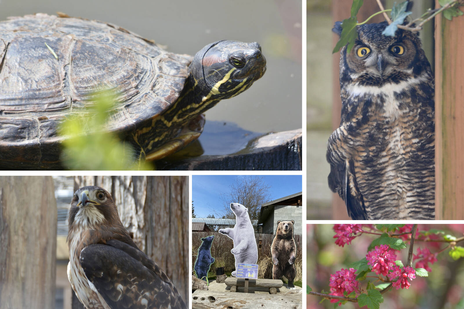 Turtles, owls and hawks, oh, my! The North Island Wildlife Recovery Centre is committed to rehabilitating wildlife back to the wild where possible. Others that cant be re-released can become Ambassador Animals to help teach visitors about wildlife and environmental issues. Jen Blyth / West Coast Traveller photos