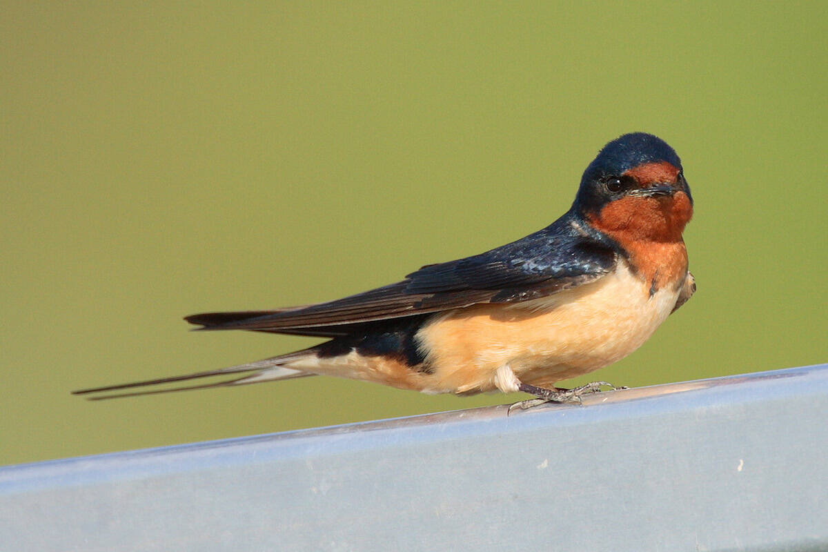 The recently protected Mount Fisher Bluffs on Saturna Island are home to the at-risk Barn Swallow. (Courtesy of the Nature Trust of British Columbia)
