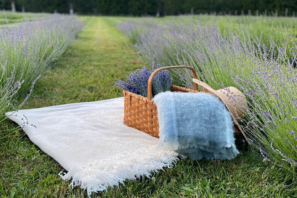 Copper Mountain Lavender is located in Blewett, B.C., a village west of Nelson. (Photo by Rebecca Plaine)