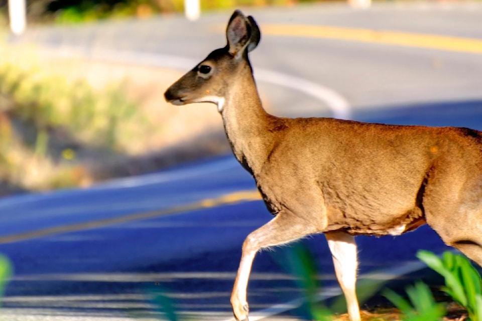 250521-pqn-deer-road-safety