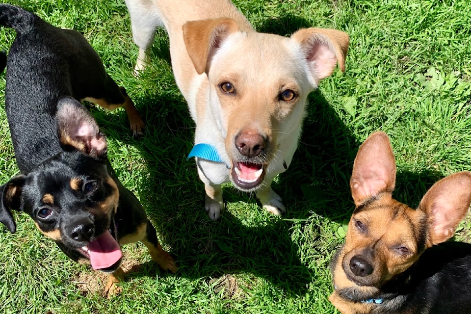 dogs-file