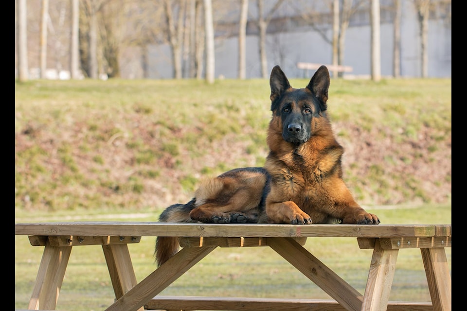The 2024 Canadian German Shepherd Dog Championships & Sieger Show is coming to Softball City in South Surrey Aug. 21-25.