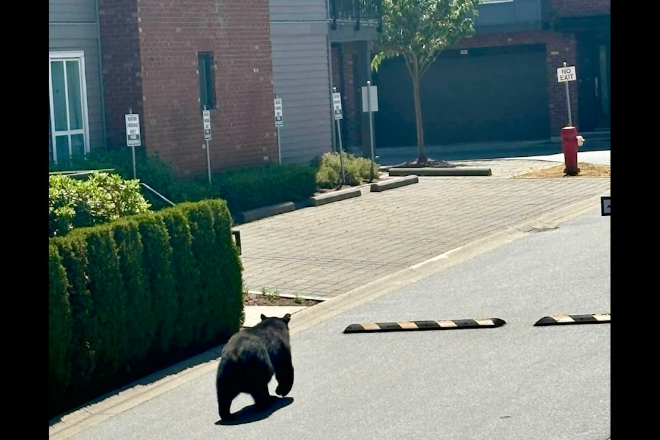 A black bear was spotted in South Surrey by several people on Sunday (July 14).