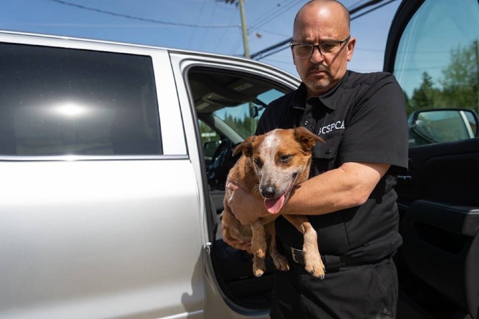spca-hot-pets-hotpets_1