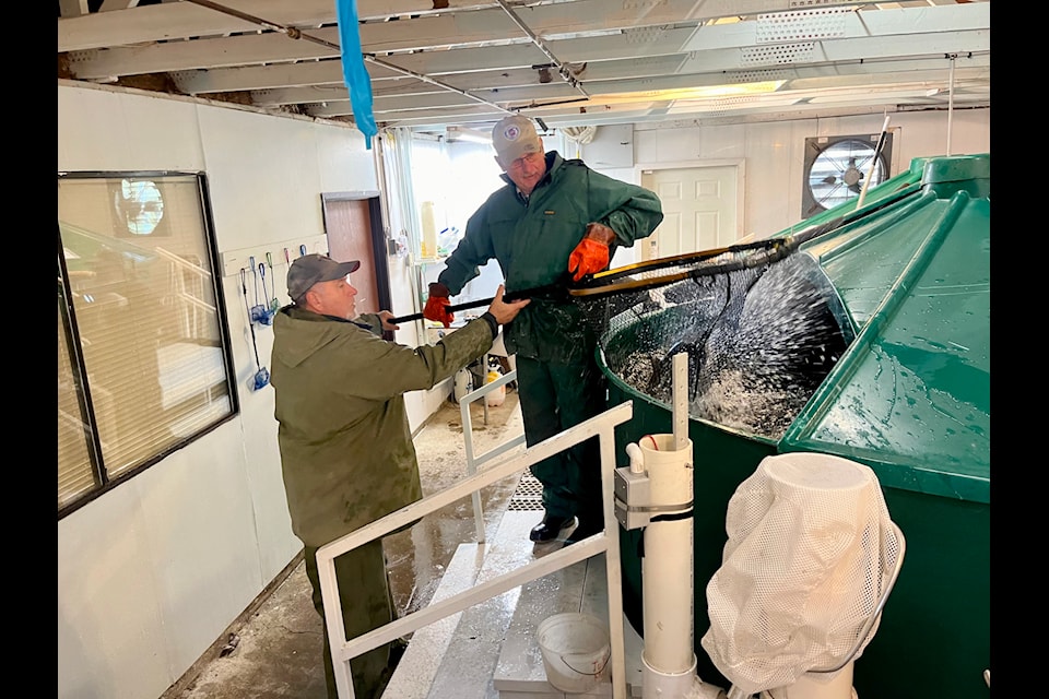 Hatchery volunteers Lee Ramsell, left, and Andrew Pothier help get a splashing female coho salmon from the tank to collect their eggs at Little Campbell River hatchery Thursday.