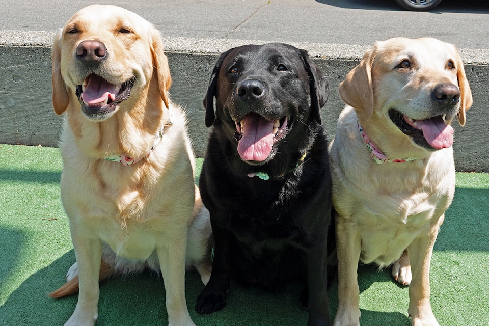 A few of the canine stars featured in the 2025 Dogs of White Rock calendar.