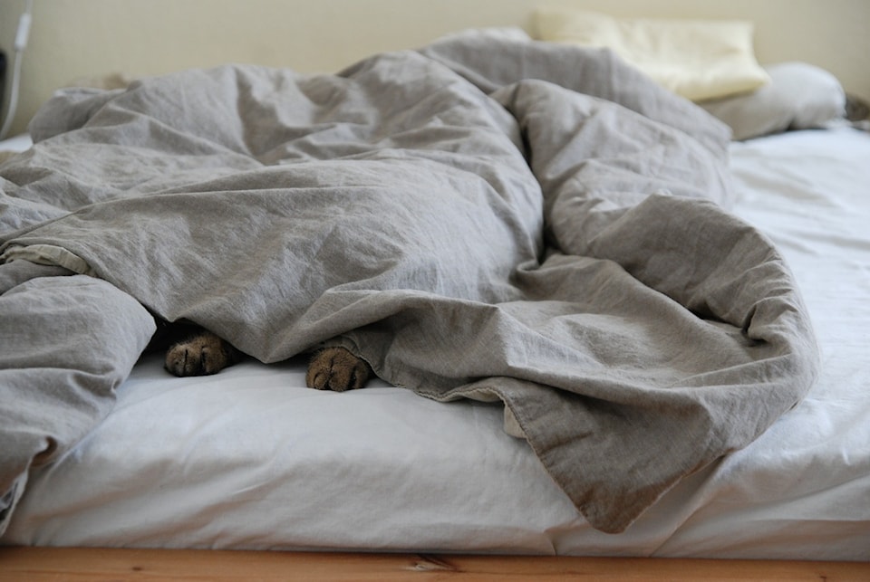 241031-pan-pet-under-blanket-halloween-safety