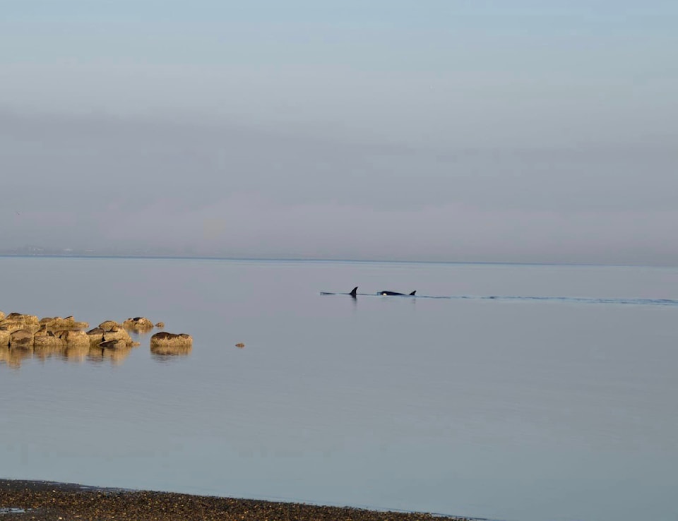 240912-pan-orcas-1