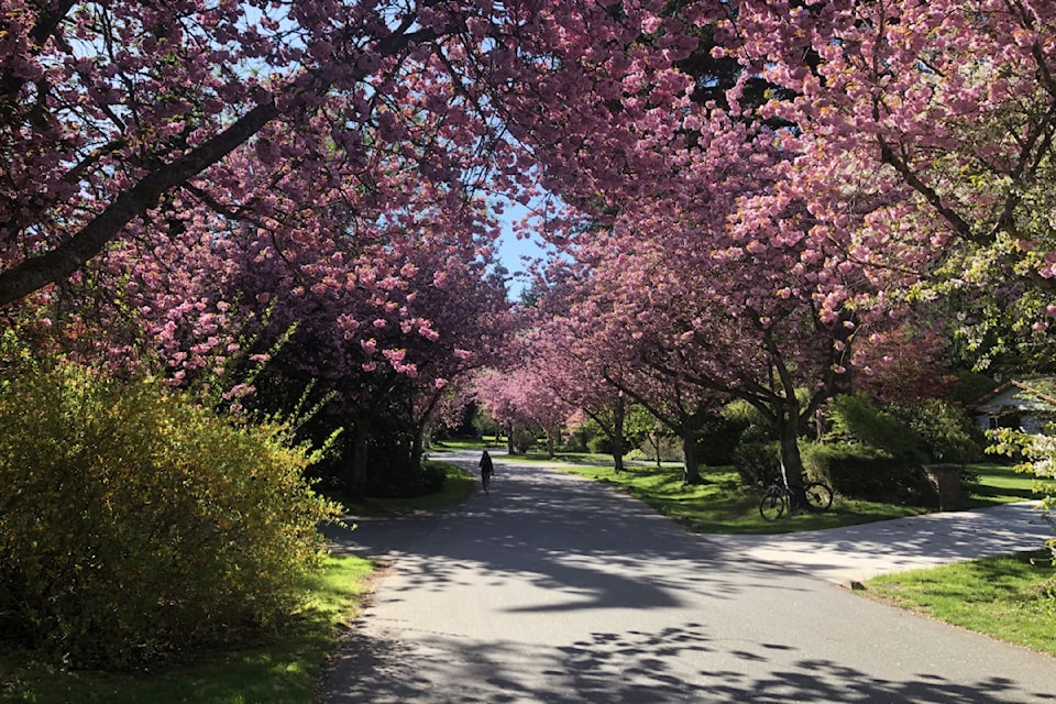 Craig Binion happened upon this 'cherry blossom forest' during an evening bike ride last month (April 2025) that led him to a cul-de-sac near 25 Avenue and 144 Street.