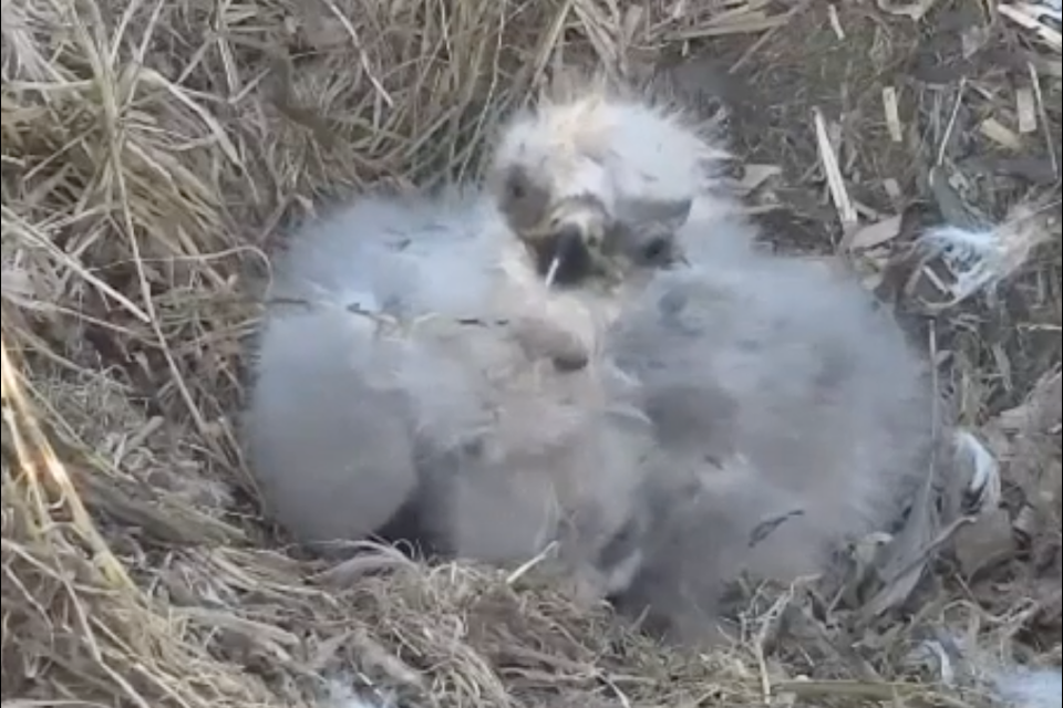 Two eaglets have successfully hatched in a South Surrey bald eagle nest.
