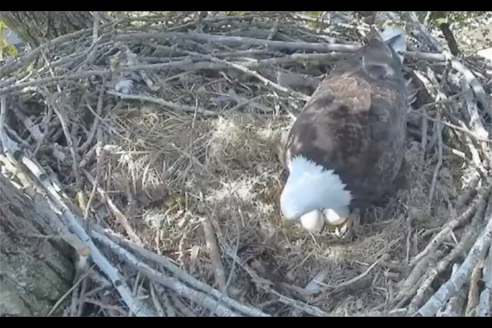 An eagle checks on two eggs in a South Surrey nest on a live camera feed at hancockwildlife.org