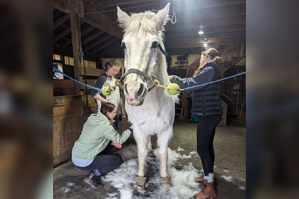 Senior White Rock Christian Academy students Masha (left), Isabel (kneeling) and Natasha pitched in at the Horse Protection Society last month, as part of the school's 2025 Service Week program. 