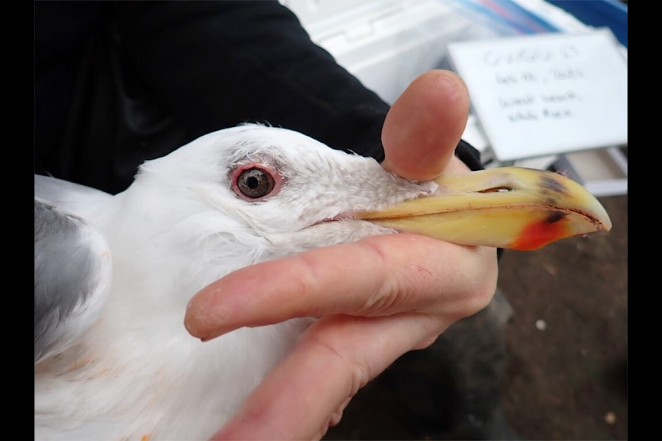 A Glaucous-winged gull that was orphaned in 2000 has been spotted again, 24 years later, in White Rock. 