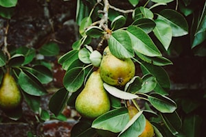 Got crops? Consider helping White Rock/South Surrey food bank