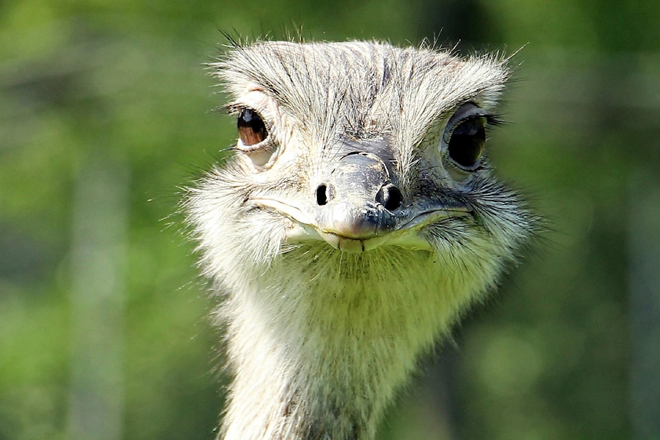 Lawyers at White Rock firm Cleveland and Doan LLP won a stay of a Canadian Food Inspection Agency cull order that was issued to an ostrich farm in Edgewood, B.C. following an avian flu outbreak.