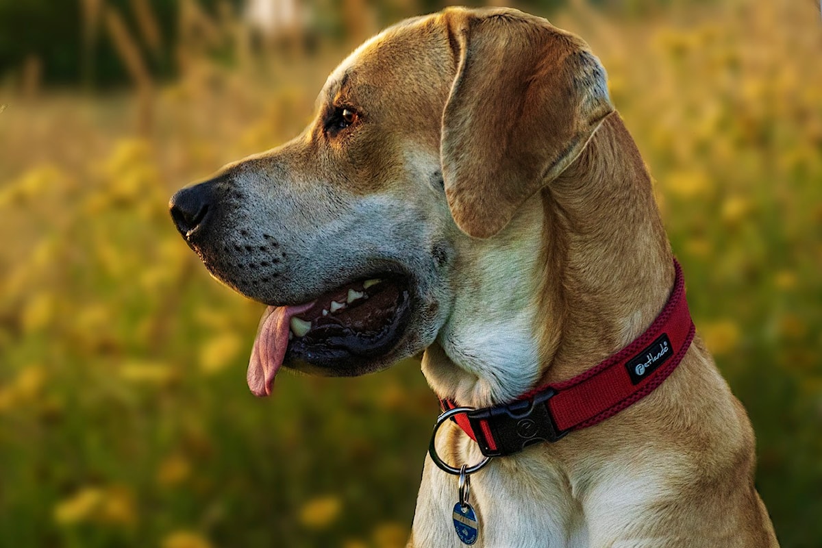 Don’t forget Fido: Surrey, White Rock remind residents to renew dog licences