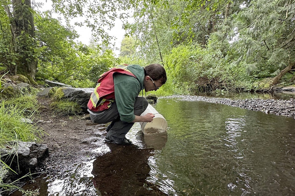 A Department of Fisheries and Oceans worker relocating juvenile salmon into the Little Campbell River, a watershed that many expressed concern about prior to a recent City of Surrey public hearing. 