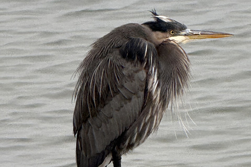 Great Blue Herons are said to symbolize everything from patience and focus to grace and elegance. Bonnie Gillis spotted this one on White Rock's East Beach in late December 2024.