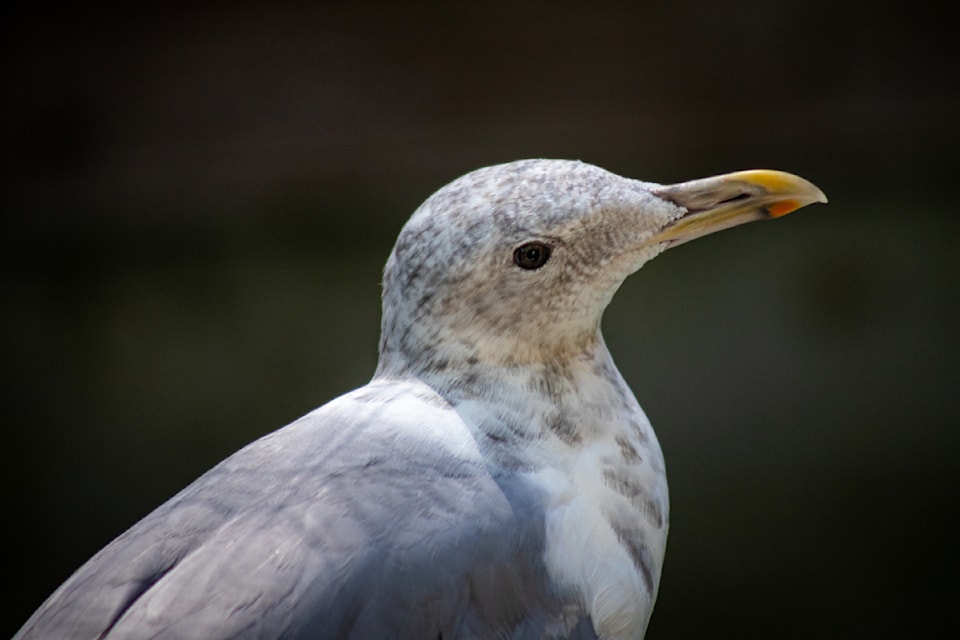 The seagull remained at the Wildlife Rescue Association facility until its release in White Rock on July 28