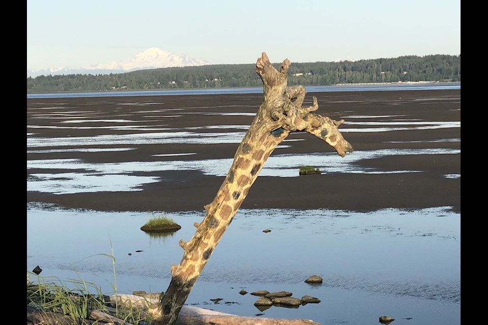 A driftwood giraffe rises from the Mud Bay shoreline.