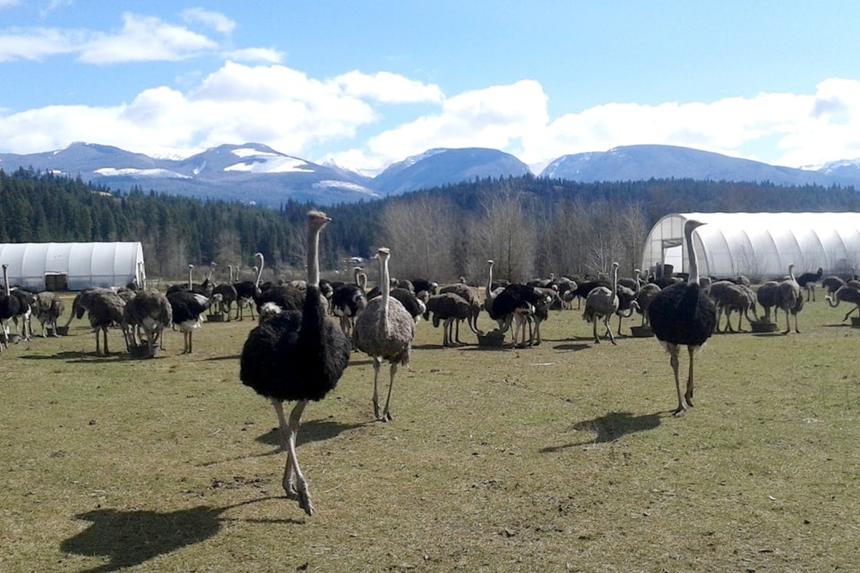 250116-vms-ostrich2