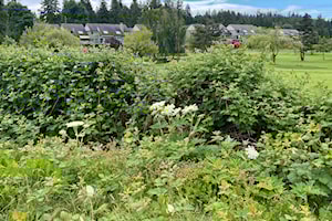 LETTER: Watch out for giant hogweed in Surrey